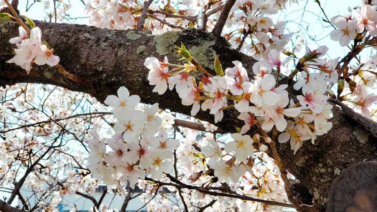 【 九州長崎旅人誌四】日本九州之旅感想