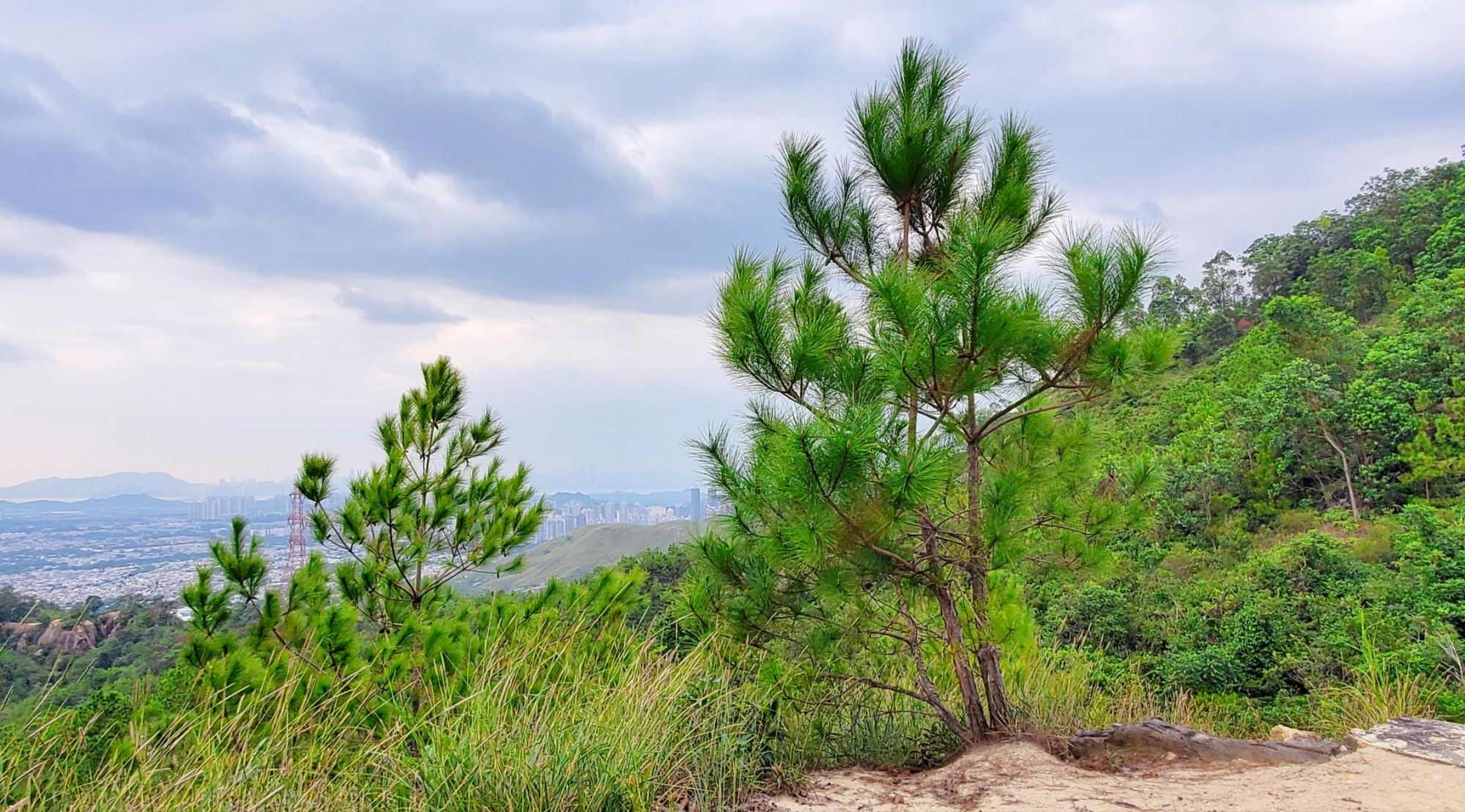 大欖涌郊遊徑 · 山嶺上的松 Tai Lam Chung Country Trail