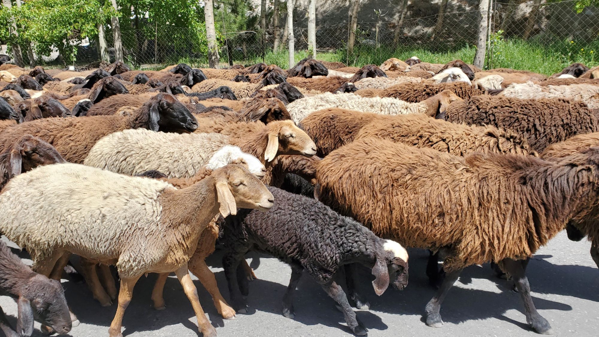 【烏茲別克 · 塔吉克之旅 (五) 】 Sarytag村 和 Fann Mountain